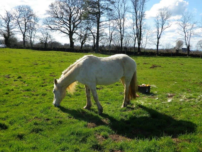 Dépt 84 TEXANE ONC Poney 26 ans réservée par Yoan (2014)Partie * - Page 6 Imgp2417