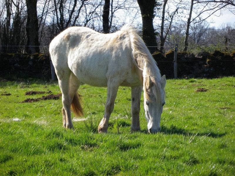 Dépt 84 TEXANE ONC Poney 26 ans réservée par Yoan (2014)Partie * - Page 6 Imgp2425