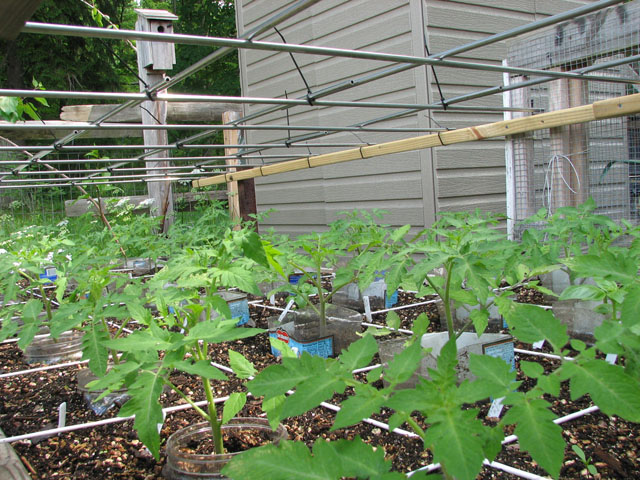 tomato canopy 1113