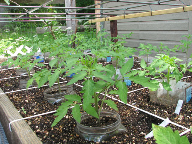 tomato canopy 1212