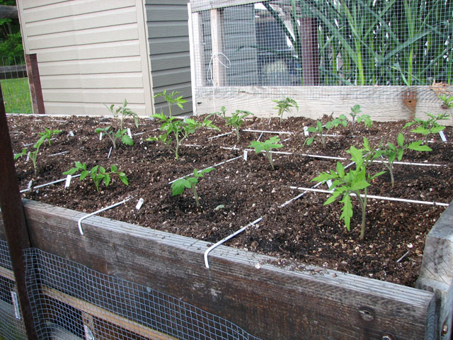 tomato canopy 316