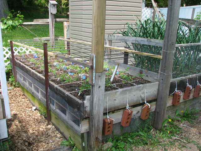 tomato canopy 915