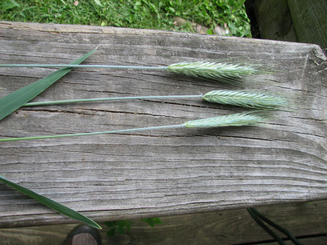 Garlic ?  what is this ? June8_11