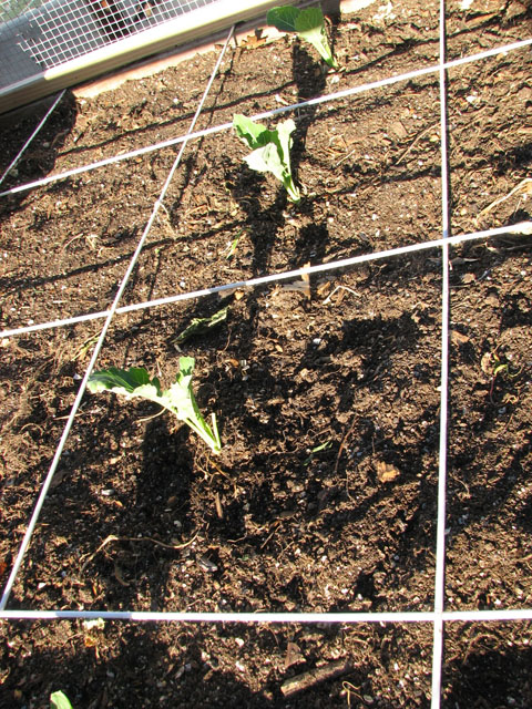 April 3rd 2016 freeze..24 deg F. - Page 2 Kohlra11