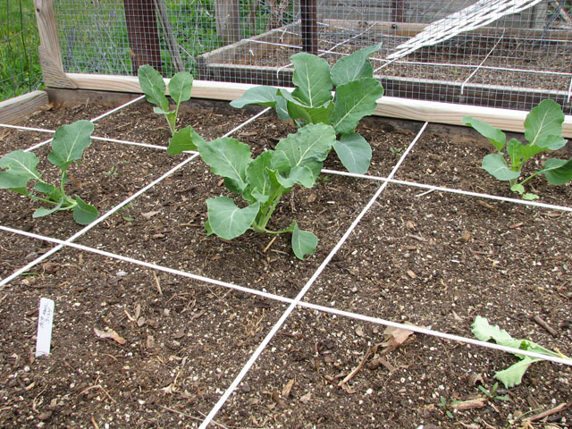 April 3rd 2016 freeze..24 deg F. - Page 2 Kohlra15
