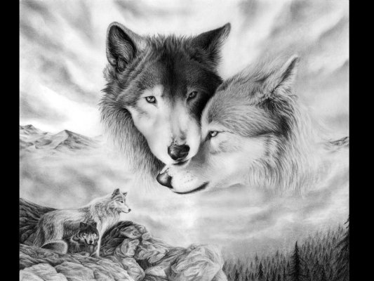 les loups  belles images  A2498m10