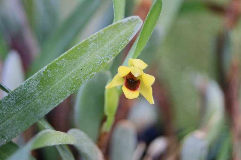 Maxillaria variabilis Dsc06030