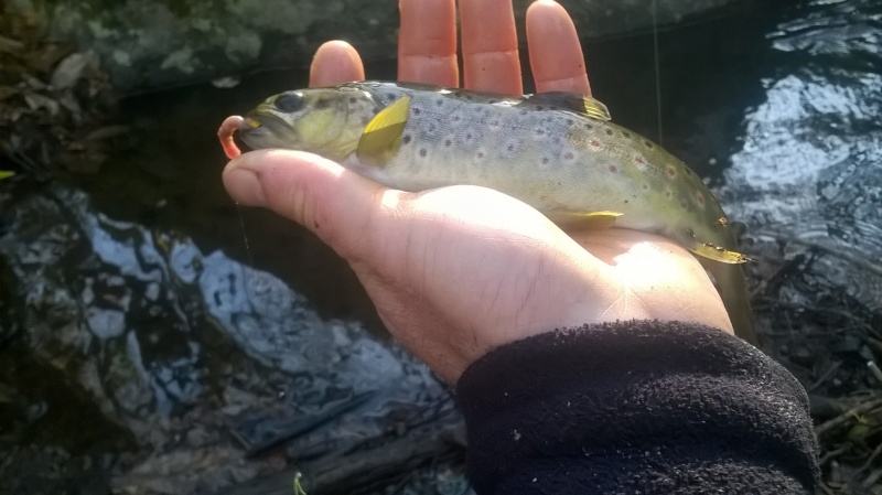 Votre pêche Salmo' de Mars !!!! Poisso12