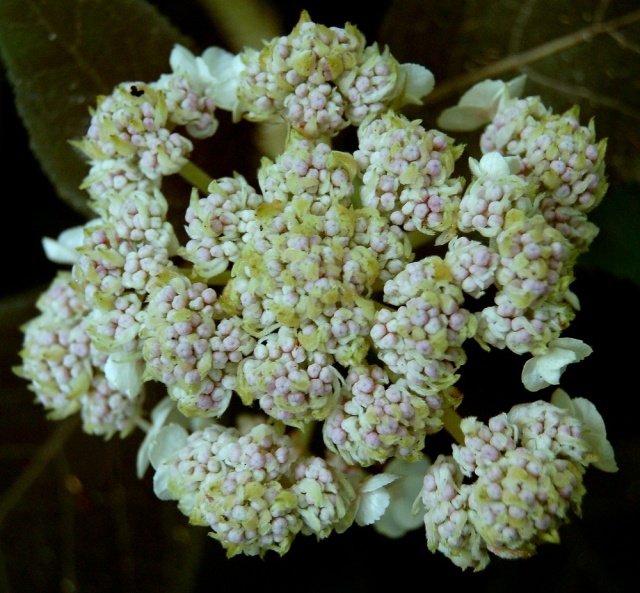 Hydrangeaceae grimpantes Hydran23