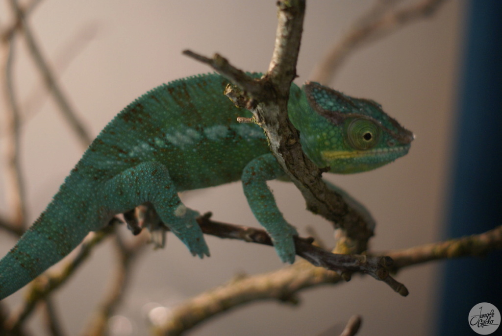 caméléon - Page 2 Dsc05510
