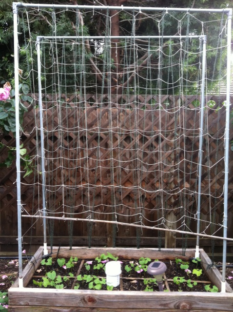 Tomato Tower - made with PVC pipe? Trelli14