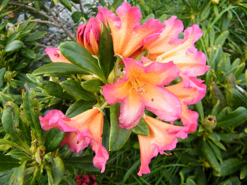 Mon jardin au commencement! - Page 2 Dscf7212