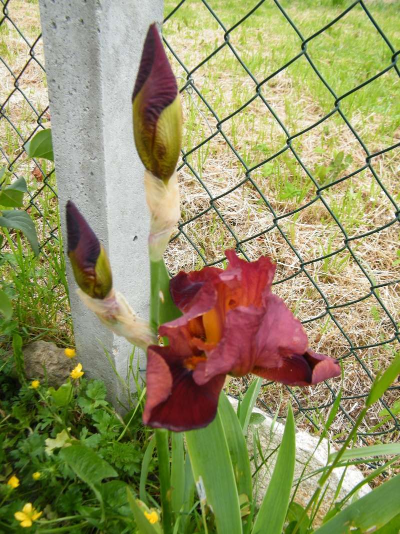 Floraisons 2016 de nos grands iris barbus et Bilan - Page 6 Dscf7225