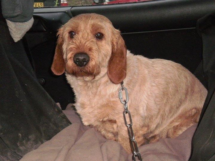 DOMINO, superbe Basset Fauve de Bretagne LOF de 8 ans Nath10