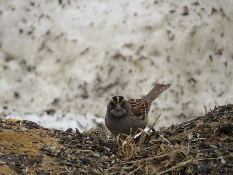 Junco et bruant a gorge blanche Img_4111