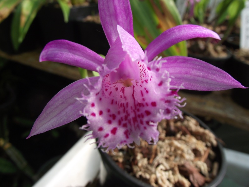 Pleione bulbocodioides Dscf8711