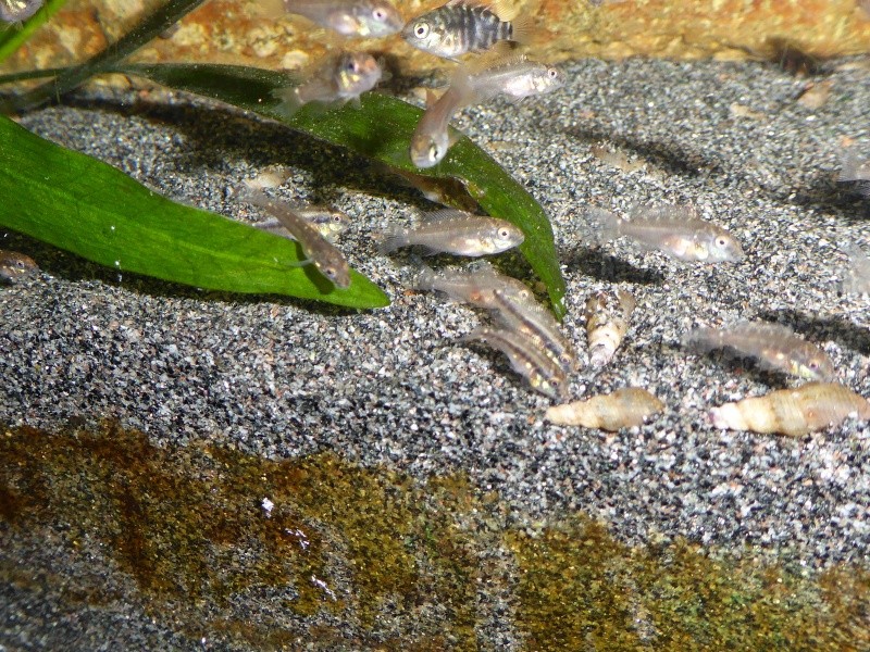 Pelvicachromis taeniatus "Moliwe" - Page 2 Bbmoli11