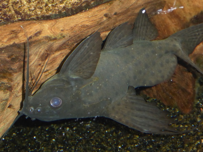 Synodontis eupterus Syno110