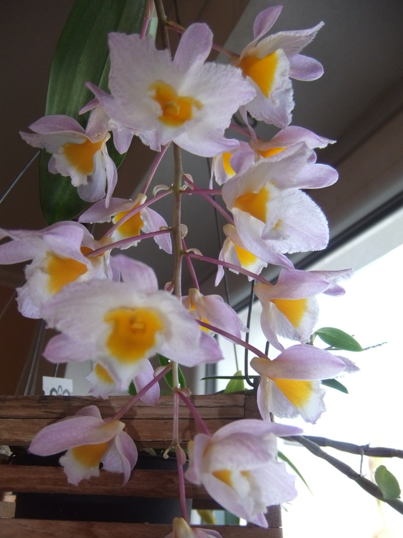 Orchideen 2015 - 2018 Teil 2 - Seite 30 Dscf2410