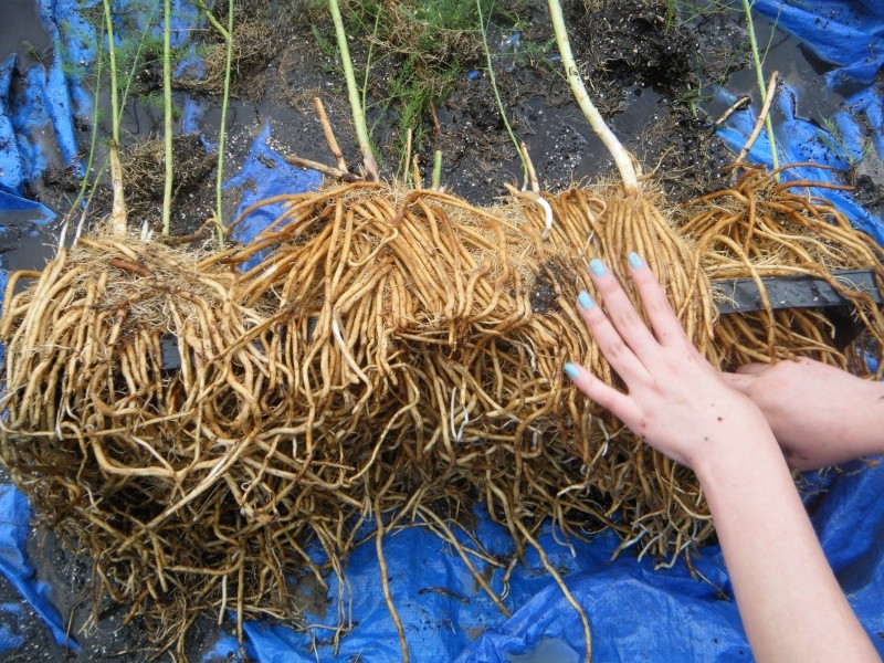 Asparagus in table tops - any success stories? Aspara10