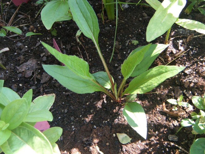 Does anyone grow Echinacea / purple coneflower? Dscf7117