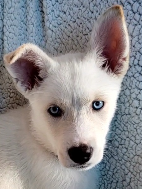New rescue puppy - Freya Picsar12