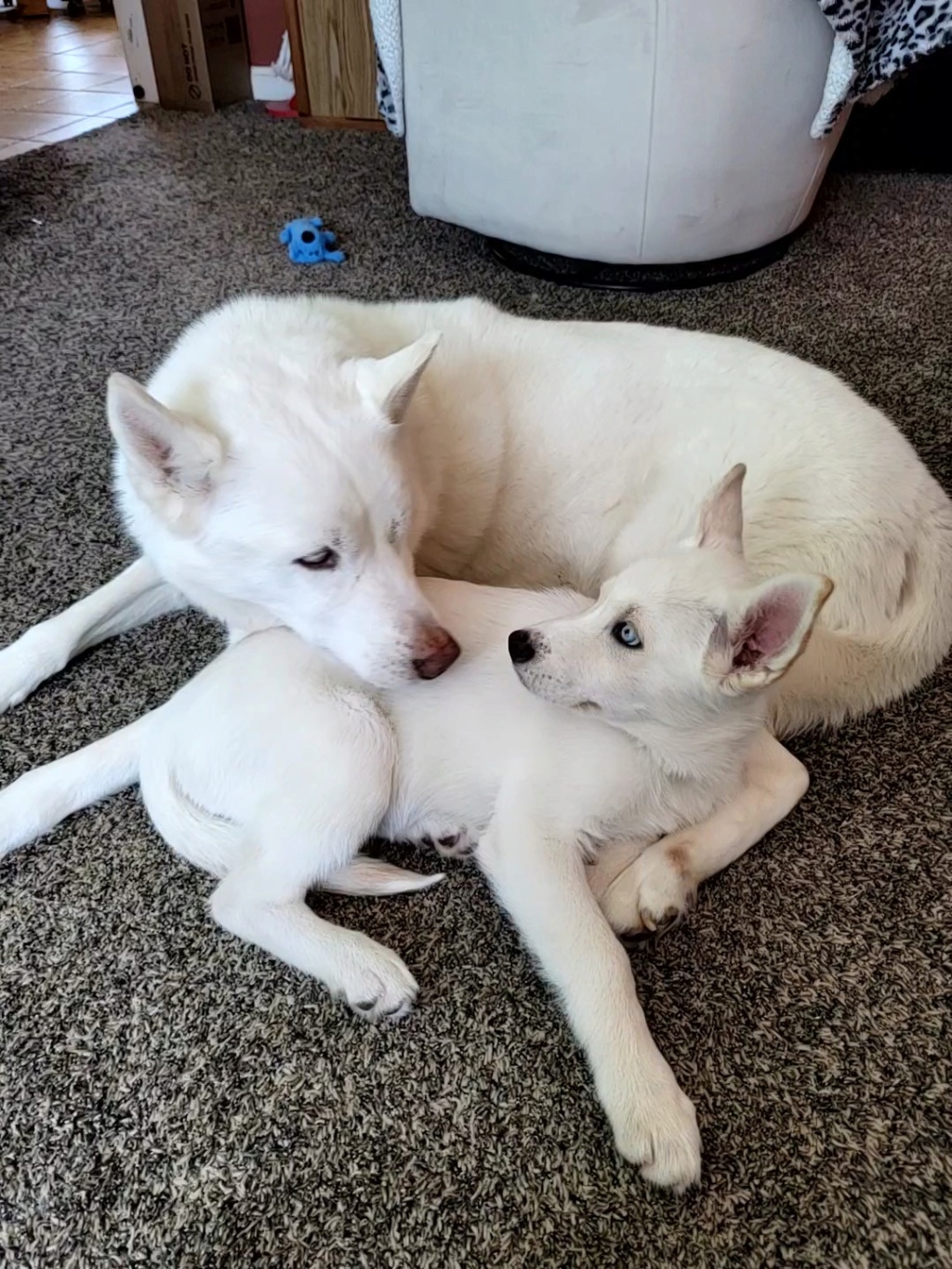 New rescue puppy - Freya Videoc10