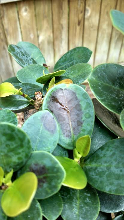 ficus leaf issue after setting outside  Ficus111