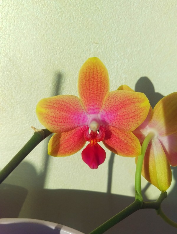 Phalaenopsis Magical Phal_m10