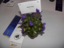 Exposition annuelle 2016 du club de violettes africaines et autres gesnériacées, Montréal, Québec 01310