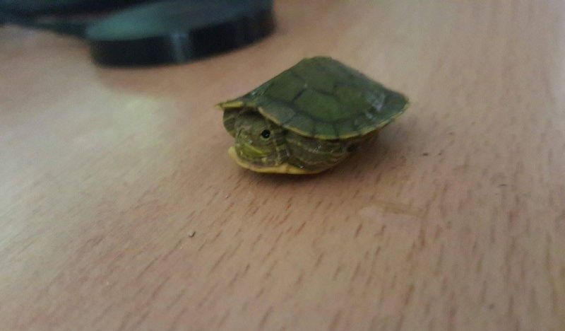 Aide Bebe tortue trouvé Receiv15