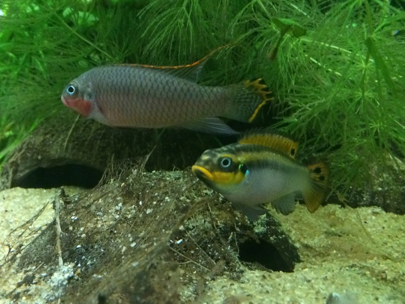 Pelvicachromis taeniatus nigeria red Image11