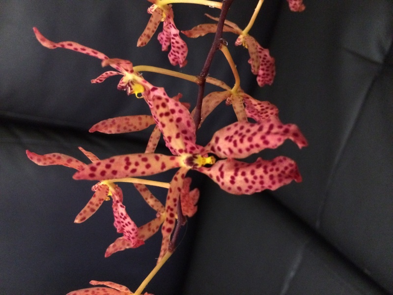 Renanthera Amayani (monachica x citrina) Img_4611