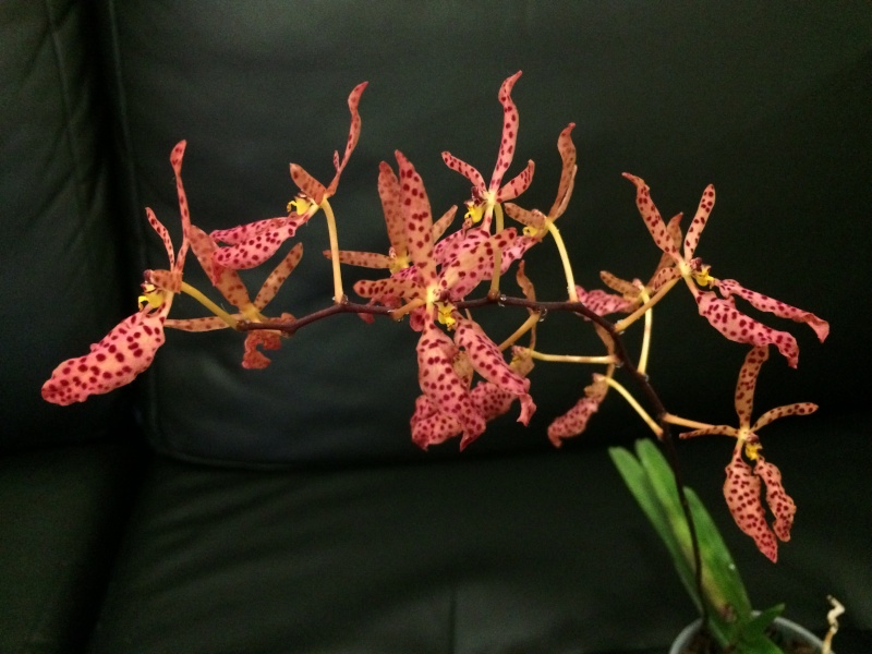 Renanthera Amayani (monachica x citrina) Img_4613