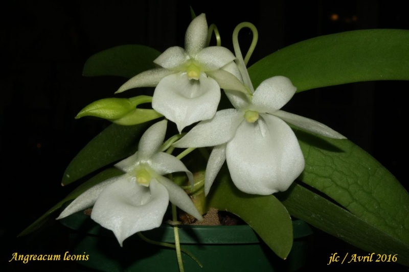 Angraecum leonis Angrae10