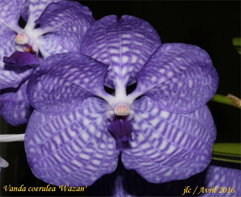 Vanda coerulea Vanda_11