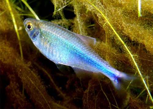 TETRA AZUL (Boelhkea Fredcochui). Boehlk10