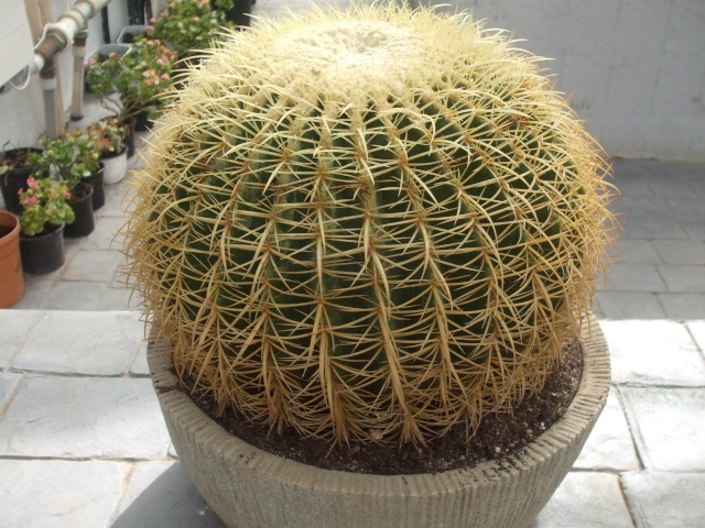 Quel est le nom de ce cactus ? Dscf0010