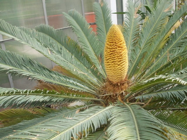 c'est le fruit d'un cycas ou ... palmier ? Dscf0111