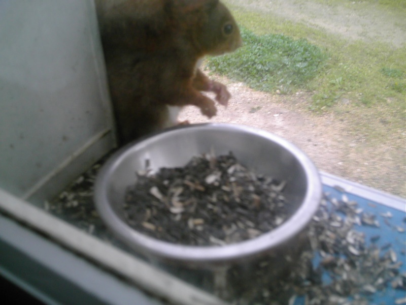 écureuil sur la mangeoire 03010