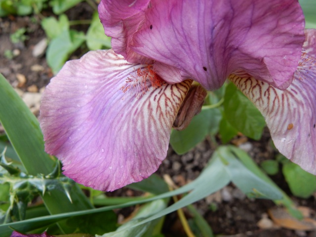 Iris rose 1 Abeille [identification non terminée] Dscn2210