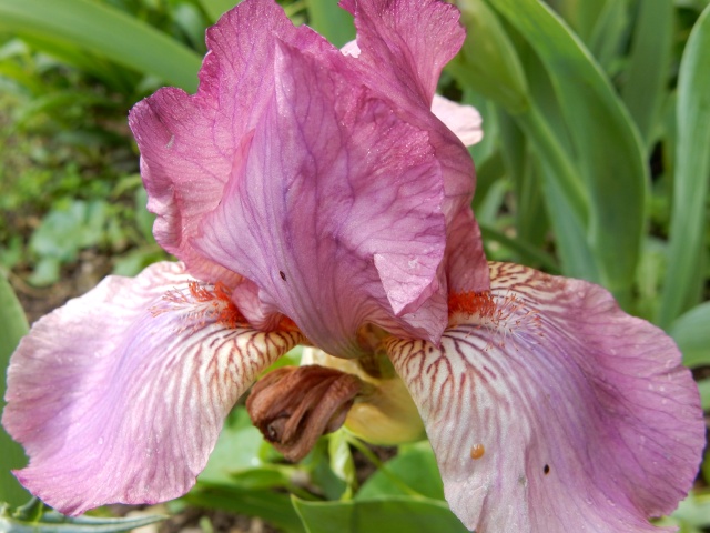 Iris rose 1 Abeille [identification non terminée] Dscn2211