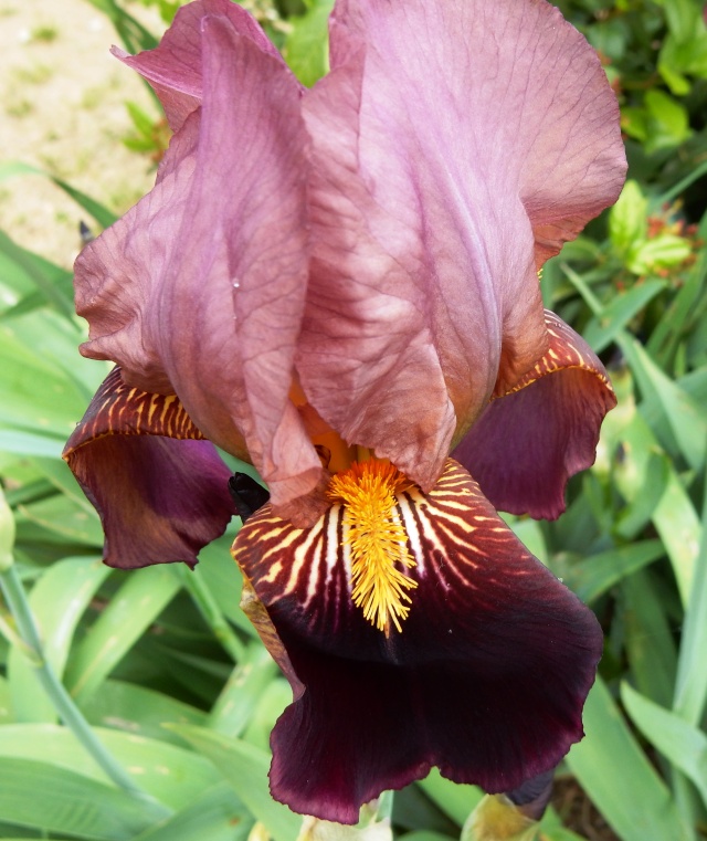 Iris rouge bitone 2 Abeille [identification non terminée] Dscn2312