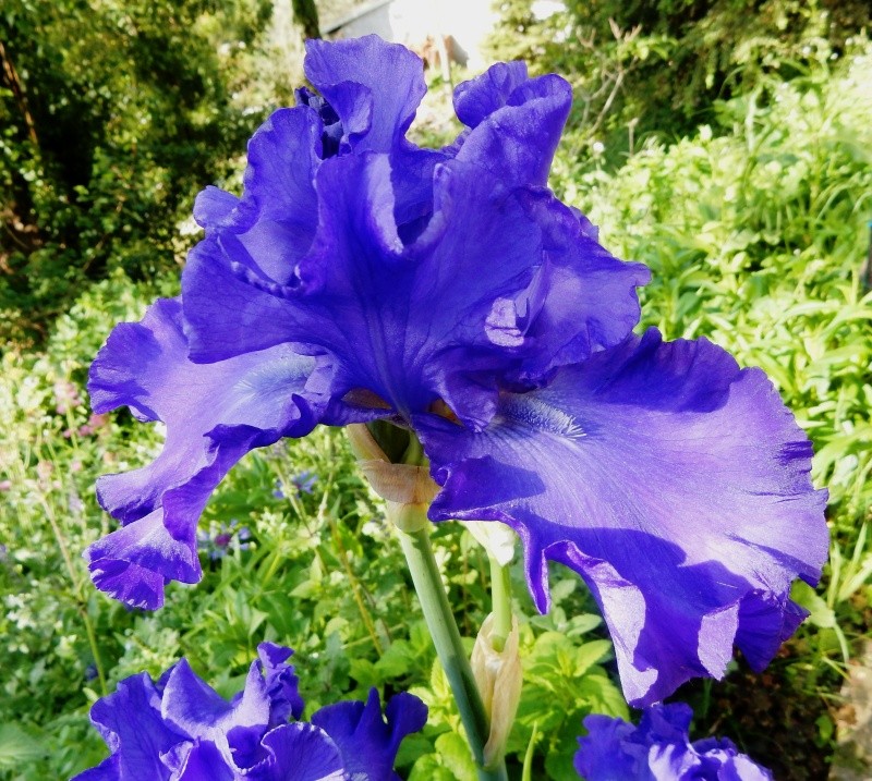 Floraisons 2016 de nos grands iris barbus et Bilan Dscn2331
