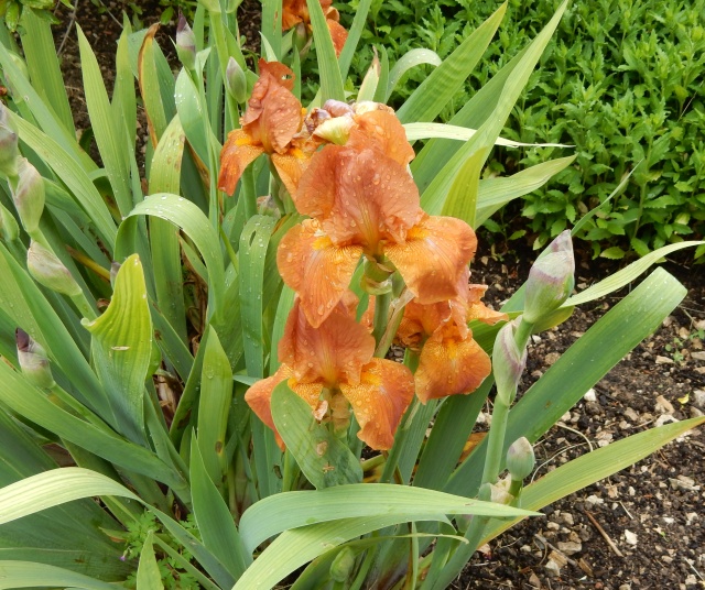 Iris cuivre - Abeille [identification non terminée] Dscn2416