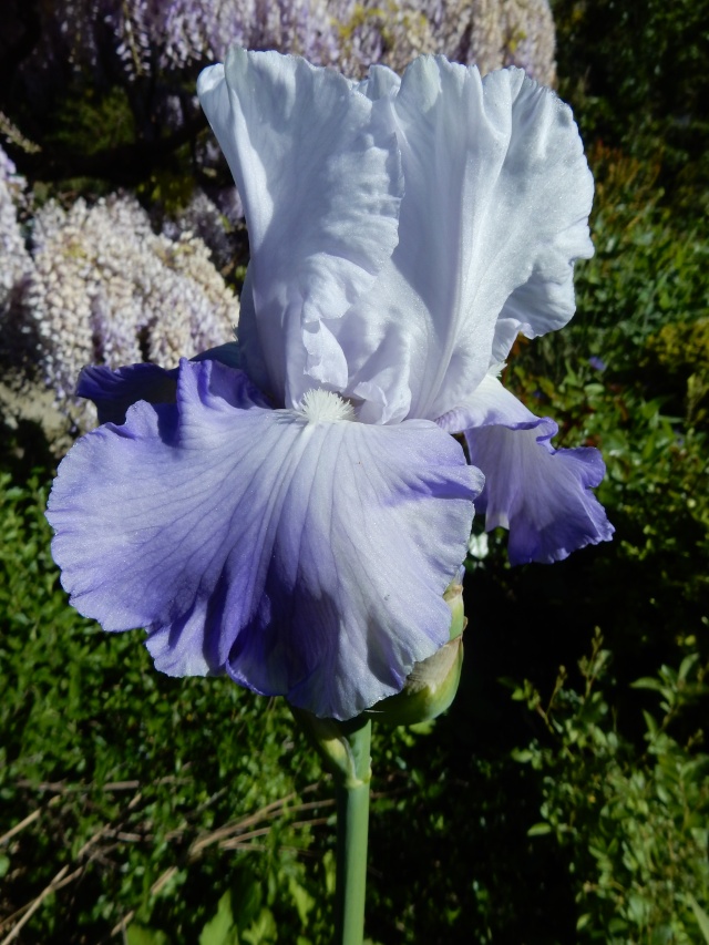 Iris 'Snow Cloud' [ Identification] Dz0211