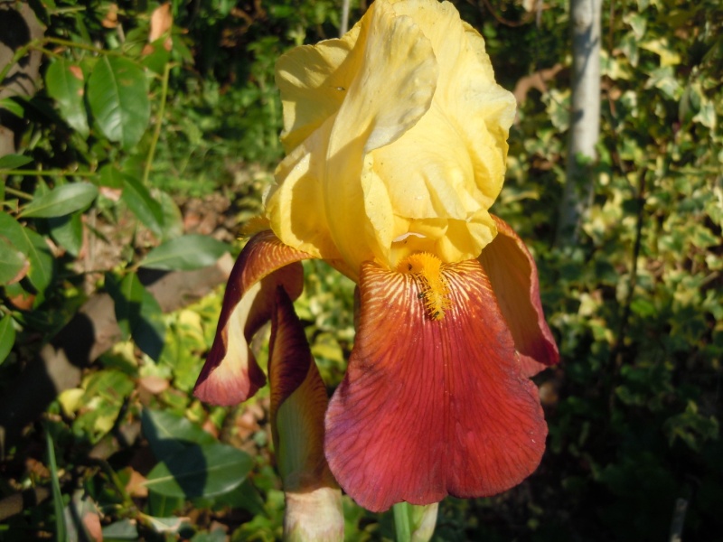 Iris 'Gai Luron' - 3 de Cugan [identification] Iris_i10