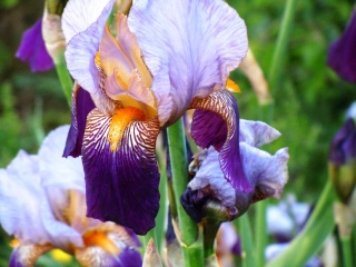 Floraisons 2016 de nos grands iris barbus et Bilan Iris_t10