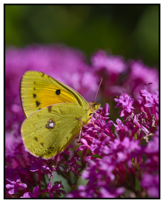 Sortie anniversaire : 6eme Rencontre Macro du Sud - 2016-05-21 - Page 6 Jaune10
