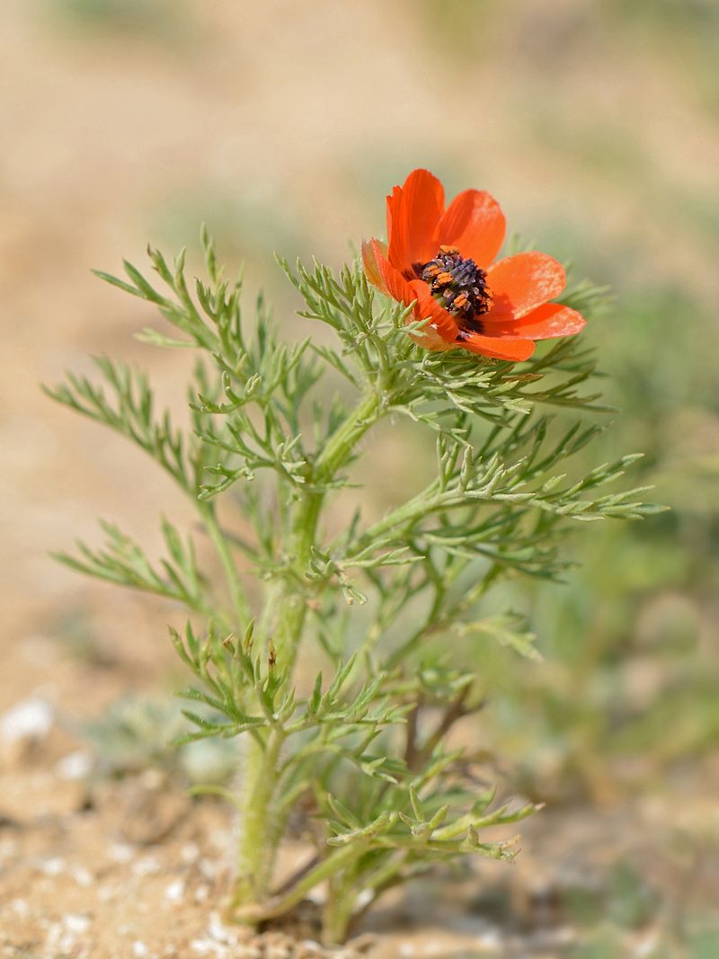 FLEURS OU ARBRES par ordre ALPHABETIQUE - Page 21 A_adon10